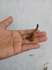A poisonous animal