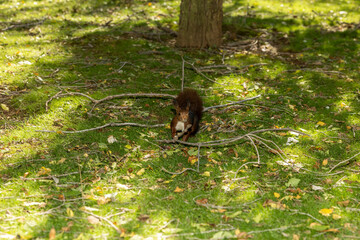 Ardilla roja europea explorando el suelo cubierto de musgo y hojas en el bosque. Iluminación...
