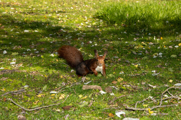 Ardilla roja europea explorando el suelo cubierto de musgo y hojas en el bosque. Iluminación...