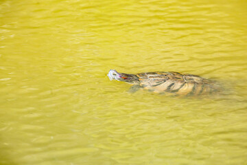  Tortuga nadando en aguas tranquilas, destacando su caparazón con patrones únicos. 