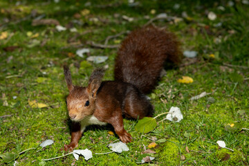 Ardilla roja europea explorando el suelo cubierto de musgo y hojas en el bosque. Iluminación...