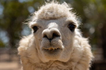 Alpaca blanca en primer plano con una expresi&oacute;n relajada, iluminada por luz natural en un entorno r&uacute;stico.
