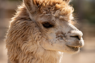 Fototapeta premium Alpaca marrón en perfil con su pelaje rizado bajo la luz del sol, capturada en un ambiente rural. 