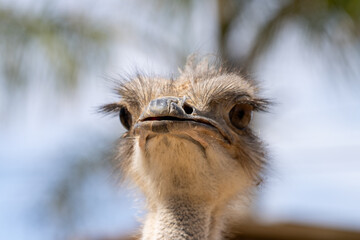 Un avestruz capturado en un encuadre frontal mostrando su expresivo rostro y plumaje. El fondo desenfocado resalta al animal en un entorno natural bajo luz solar. Detalles faciales &uacute;nicos del avestruz