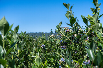 Farm field with rows of Reka variety blueberry bushes ripe and ready for harvest, packed full of antioxidants and other tasty goodness
