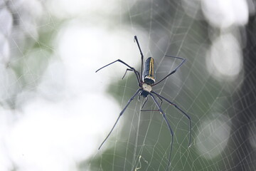 Obraz premium Nephila pilipes spider. Its other names golden orb weaver and giant golden orb weaver. This is a species of&nbsp;golden orb web spider. A big spider on its web in the forest. 