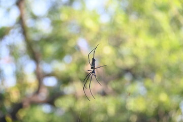 Nephila pilipes spider. Its other names golden orb weaver and giant golden orb weaver. This is a species of&nbsp;golden orb web spider. A big spider on its web in the forest.
