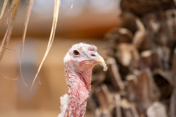 Un pavo observado de cerca en un corral al aire libre. Su cabeza detallada muestra la textura de la...