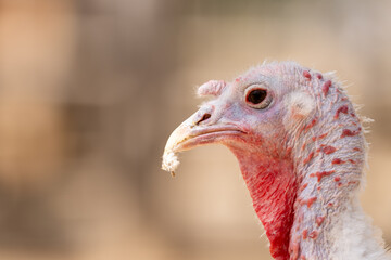 Un pavo observado de cerca en un corral al aire libre. Su cabeza detallada muestra la textura de la...