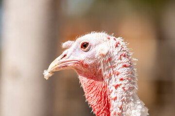 Un pavo observado de cerca en un corral al aire libre. Su cabeza detallada muestra la textura de la...