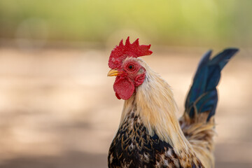 Primer plano de un gallo mostrando su cresta roja brillante y su plumaje multicolor, con fondo desenfocado para resaltar su perfil y textura. 