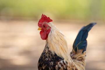 Primer plano de un gallo mostrando su cresta roja brillante y su plumaje multicolor, con fondo desenfocado para resaltar su perfil y textura. 