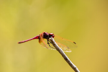 Libélula roja posada en una roca bajo la luz del sol, destacando su color vibrante contra un fondo...