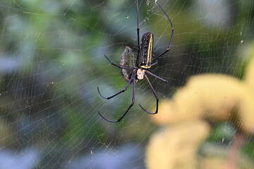Nephila pilipes spider. Its other names golden orb weaver and giant golden orb weaver. This is a species of&nbsp;golden orb web spider. A big spider on its web in the forest.
