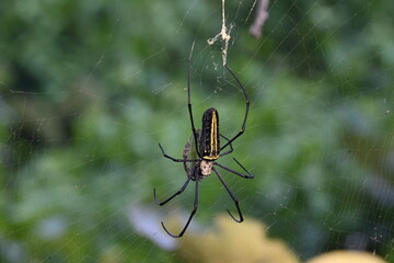 Nephila pilipes spider. Its other names golden orb weaver and giant golden orb weaver. This is a species of&nbsp;golden orb web spider. A big spider on its web in the forest.
