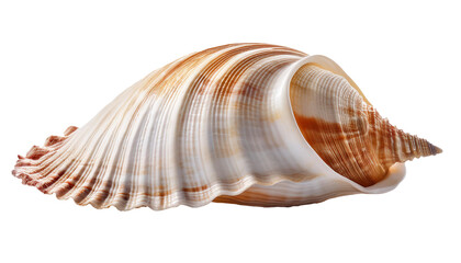 Obraz premium Sea Shell, Ocean, Isolated on Transparent Background