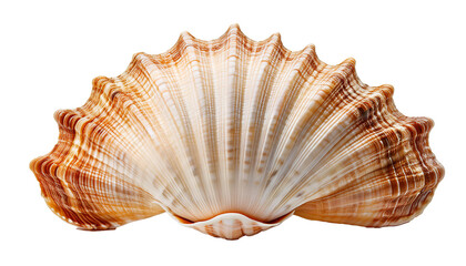 Fototapeta premium Close up of Sea Shell Isolated on Transparent Background