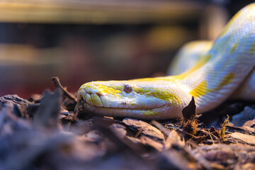 various types of reptiles, boa snakes, pythons, lizards presented during the terrarium fair, snake...