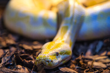 various types of reptiles, boa snakes, pythons, lizards presented during the terrarium fair, snake...
