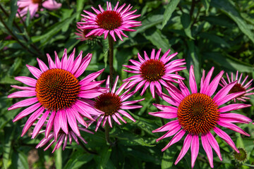 View of Echinacea purpurea flowers blooming vigorously in the summer garden.