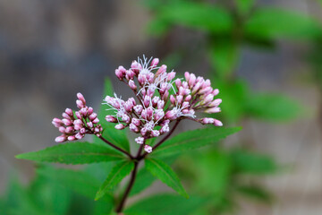 Obraz premium Beautiful eupatorium fortunei flowers blooming quietly in an autumn garden.