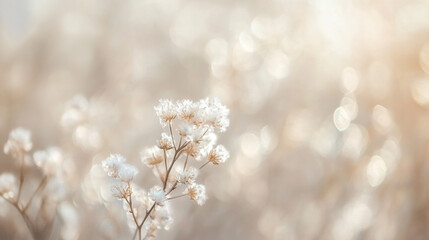 Naklejka premium Soft white flowers glowing in sunlight provide a romantic atmosphere for Valentine's Day