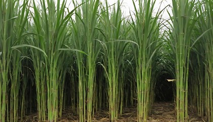 Fototapeta premium Ethanol production from sugarcane