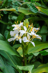 Obraz premium Beautiful blooming ginger lily flowers in an autumn garden.