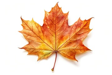 Fototapeta premium Minimalist Autumn Maple Leaf Watercolor Painting, Brown Crinkled Texture, White Background