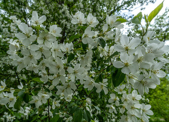 Branches of a flowering apple tree in close-up.