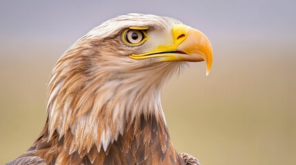 Obraz premium Majestic White Tailed Eagle Portrait Wild Bird Close Up Feather Detail Nature Photogra