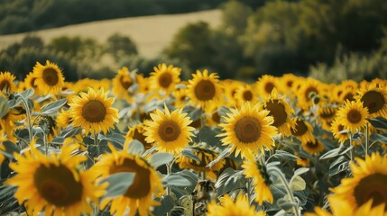 Fototapeta premium Vibrant Sunflower Field in Bloom