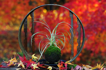 紅葉した赤を背景にリュウのヒゲを植え付けた苔玉と円の器