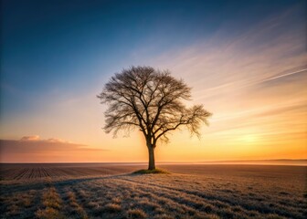 Minimalist Winter Tree Landscape Photography: Lone Tree Field Sunset