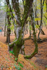 Autumn forest and road in Azerbaijan. High quality photo