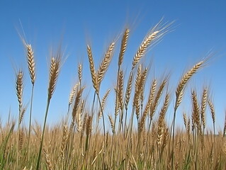 Obraz premium field of wheat