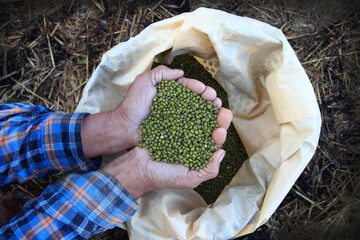 Hand holding green bean seeds