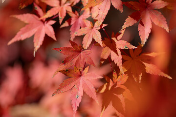 赤色に色づく美しいモミジの葉