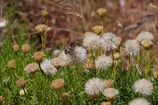Butterfly sits on a white ragwort flower in Mt Diablo, California