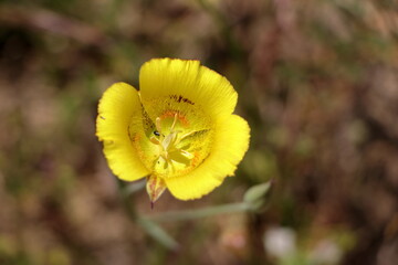 A Yellow Mariposa lily flower blooming in Mt Diablo, California