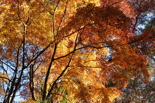 Foliage Tonodake Hiking, Hadano, Kanagawa, Japan