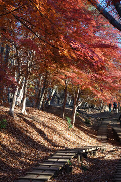 Foliage Tonodake Hiking, Hadano, Kanagawa, Japan