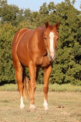 Obraz premium Portrait of Horse