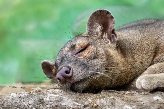 A sleeping Fossa, (Cryptoprocta ferox)