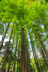 Obraz premium 宮崎県宮崎市にある平和台公園の風景