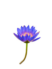 blue water lily