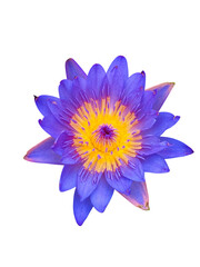 blue water lily