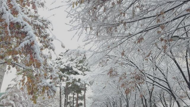 Snow-Covered Trees in a Serene Winter Park.