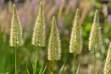 A cluster of tall, feathery grass-like plants in bloom.