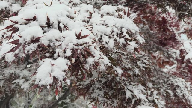 Snow Falling on Trees in a Winter Park.